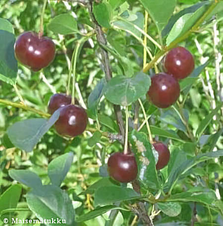 Prunus cerasus 'Carmine Jewell', hapankirsikka